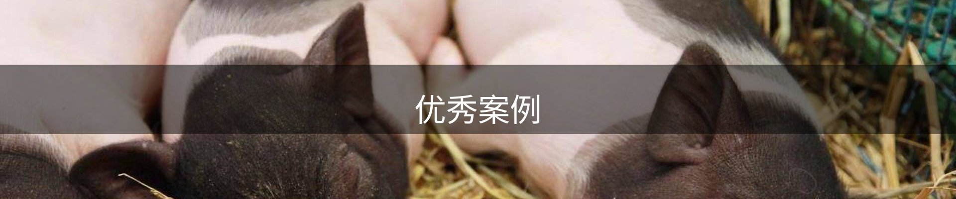 优秀案例